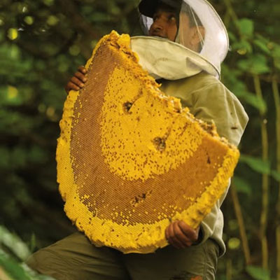 Wild Honey